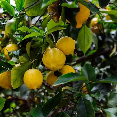 Margouno Eco * Engaraí